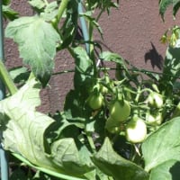 ふじ病棟の夏野菜たち