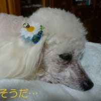 一気に真夏～東京も猛暑日～ （;´▽｀A``　かっぱえびせんの完熟かぼす味♪