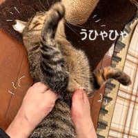 おさかな　ていしょく。