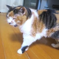 「こころの叫び」