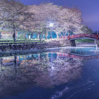 桜づつみ公園の花筏