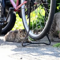 九州F島の猫たち　2025年4月　その4