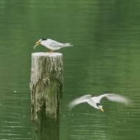 I沼のコアジサシ