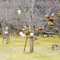 米子桜まつり2024　3月28日