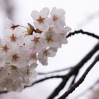 曇天の桜メジロ