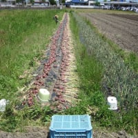 赤玉ねぎ収穫