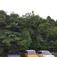 木々
