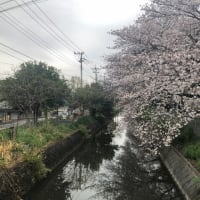 見沼用水沿い桜開花情報