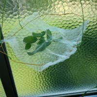 ドライバジルにチャレンジ