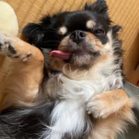 リンはお腹