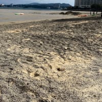 綺麗なビーチがぁ