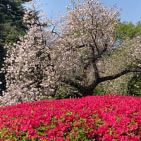 新宿御苑の八重桜