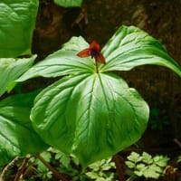 瀞台・花