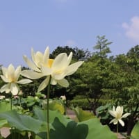 大船フラワーセンターへ