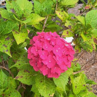 梅雨入りを待つ真っ赤な紫陽花