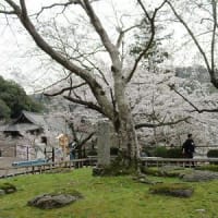 長谷寺の桜（奈良県桜井市）　　　　20240405