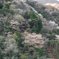 青江ダムの山桜２