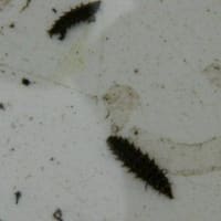 ホタルの幼虫調査　（平成１７年２月）