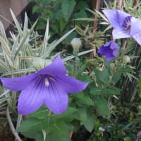 好きな花は、なぁに？