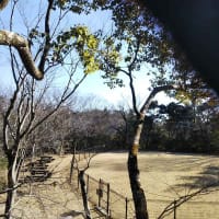 木の上の景色　ツリークライミング