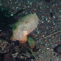 石橋最新生物事情2025/06/05[w/pics]