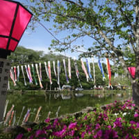 藤枝蓮華寺池公園の藤祭り始まりました！