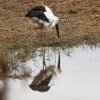 762.伊丹昆陽池公園で、コウノトリを撮った。