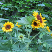 向日葵の花と卓球のランク別