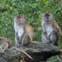 ランカウイ島観光　２　ジャングルリバークルーズ