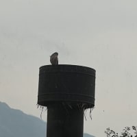 7月2日の夜会と、ご質問にお答えしてと。