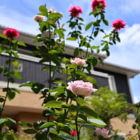 午後の薔薇