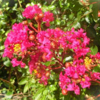 7月上旬の花写ン歩②