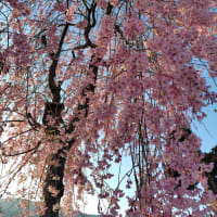 自宅のしだれ桜