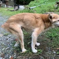  チップの訃報