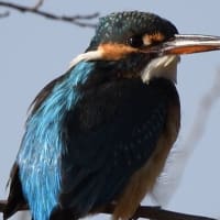 野鳥撮影パート4