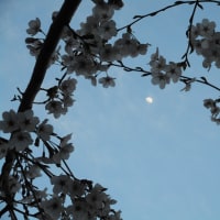 花見の桜月夜で