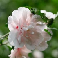 １日、立本寺から平野神社への散歩で猛暑日だより＆癌治療