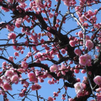 枝垂れ梅祭り