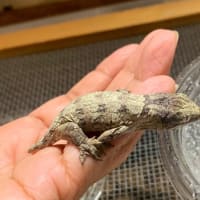 夏の静レプは