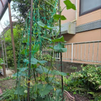 雨の土曜日でした