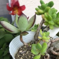 多肉植物を育てて4年目
