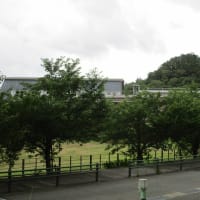 緑濃い葉桜