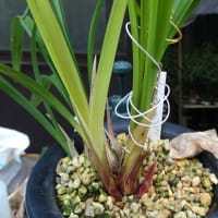 新芽欠きをしました。
