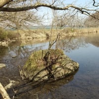 【鯉釣り】鯉沼で愛犬と散歩がてら釣りしてみた♪【宮城県石巻市】