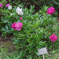 錦織公園の散策