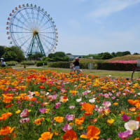 ひたち海浜公園のカリフォルニアポピー
