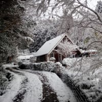 南国土佐に雪が降る