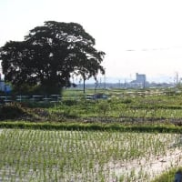 奇跡的に、出会った、タマシギの姿、ドキドキ眺め　(　岐阜県美濃地方　)