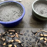 遅ればせのハスの植え替え