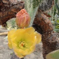 遥遥函館　函館市熱帯植物園